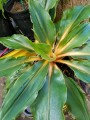 ChlorophytumFilipendulum03.jpg