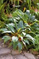 ChlorophytumFilipendulum04.jpg