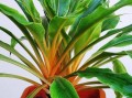 ChlorophytumFilipendulum05.jpg
