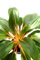 ChlorophytumFilipendulum07.jpg
