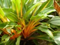 ChlorophytumFilipendulum08.jpg