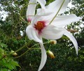 DahliaCampanulata01.jpg