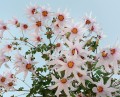 DahliaCampanulata03.jpg