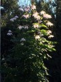 DahliaCampanulata09.jpg