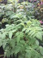 DahliaCampanulata06.jpg