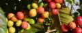 CoffeaArabica06.jpg
