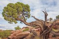 JuniperusOsteosperma03.jpg