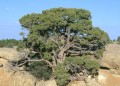 JuniperusOsteosperma05.jpg