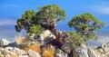 JuniperusOsteosperma07.jpg
