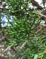 JuniperusOsteosperma09.jpg