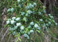 JuniperusOsteosperma01.jpg