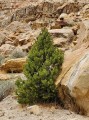 JuniperusOsteosperma10.jpg