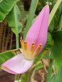 Musamannii06.jpg