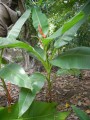 Musamannii05.jpg