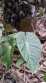 RemusatiaHookeriana03.jpg