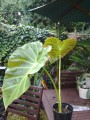 RemusatiaHookeriana04.jpg