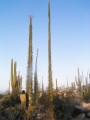 FouquieriaColumnaris08.jpg