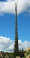 FouquieriaColumnaris09.jpg