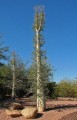 FouquieriaColumnaris06.jpg