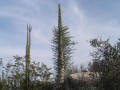 FouquieriaColumnaris07.jpg