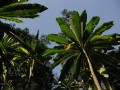 LobeliaGibberoa06.jpg