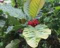 PentagoniaMacrophylla04.jpg