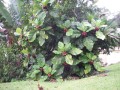 PentagoniaMacrophylla05.jpg