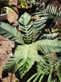 PentagoniaMacrophylla02.jpg