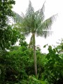 HydriasteleCostata03.jpg