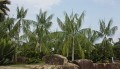 HydriasteleCostata02.jpg