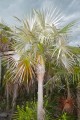 Coccothrinaxlitoralis05.jpg