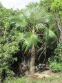 Coccothrinaxlitoralis04.jpg