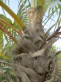 Coccothrinaxlitoralis02.jpg