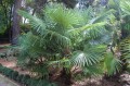 TrachycarpusTakil05.jpg