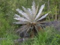 Cycas03.jpg