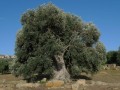 OleaEuropaea02.jpg