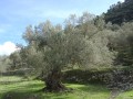 OleaEuropaea01.jpg