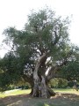 OleaEuropaea04.jpg