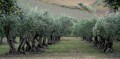 OleaEuropaea05.jpg