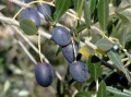 OleaEuropaea03.jpg