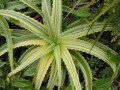 AloeArborescensVariegata03.jpg