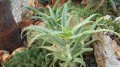 AloeArborescensVariegata04.jpg