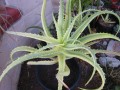 AloeArborescensVariegata05.jpg