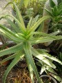 AloeArborescensVariegata01.jpg