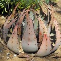 AloePeglerae04.jpg