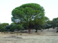PinusPinea02.jpg