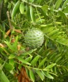 AgathisAustralis05.jpg