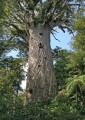 AgathisAustralis04.jpg