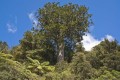 AgathisAustralis06.jpg