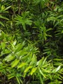AgathisAustralis07.jpg